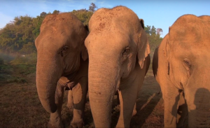 ענקי ג'נט בעולם הפיל תאילנד